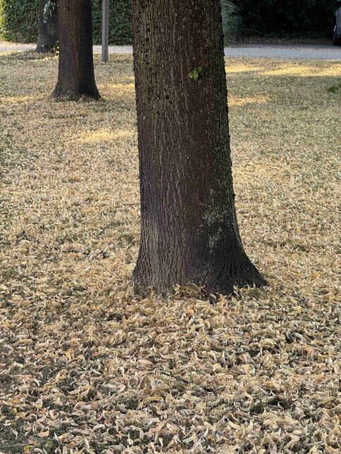 Das andauernde Regendefizit von April bis Juni 2026 wurde immer mehr sichtbar. So war bei diesen Linden-Bäumen in Rorschach SG am Boden ein ganzer Teppich verdorrter Lindenblüten zu sehen. (Foto: Andreas Walker)